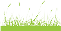 grass 120 62