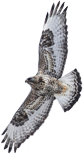 rough legged hawk F 83 155